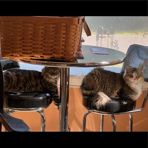 Meet your Posher, Chris - Picture 5 of 16